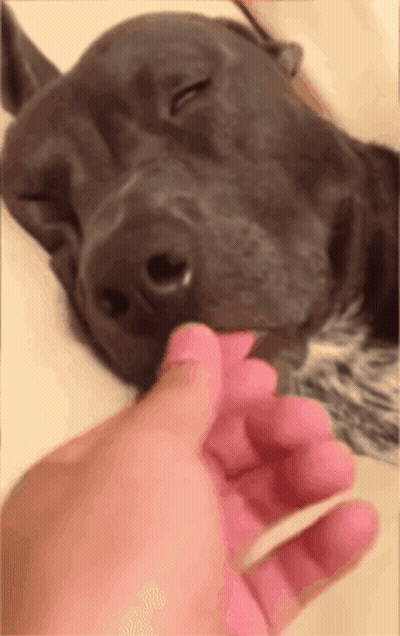 Person Petting Dog GIF