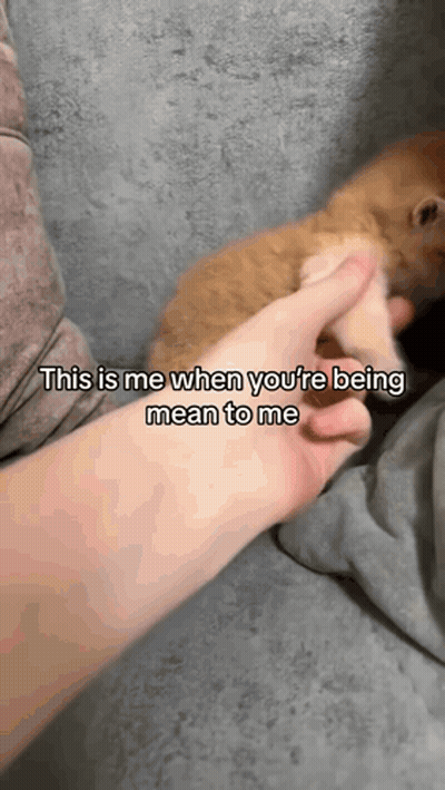 Person Petting Dog's Paw GIF