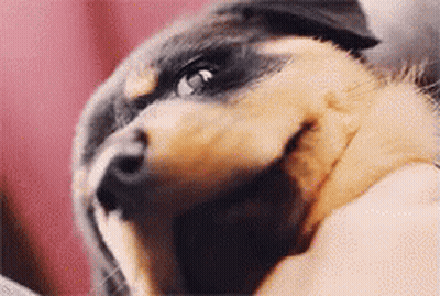 Person Petting Dog GIF
