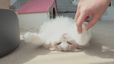 Person Petting Fluffy White Cat On Floor GIF