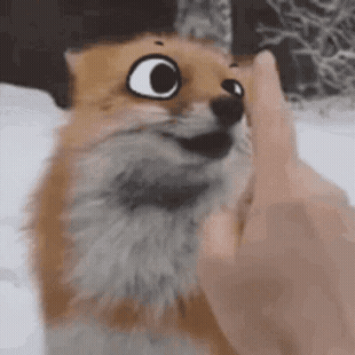 Person Petting Fox Face In Snow GIF