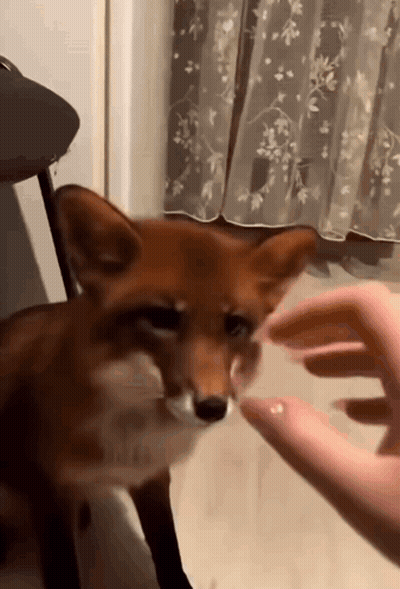 Person Petting Fox GIF