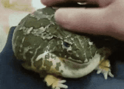 Person Petting Frog GIF