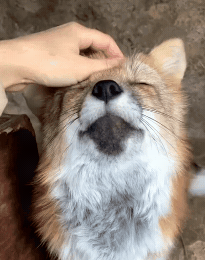 Person Petting Furry Animal GIF