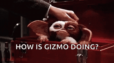 Person Petting Gizmo In Red Box GIF