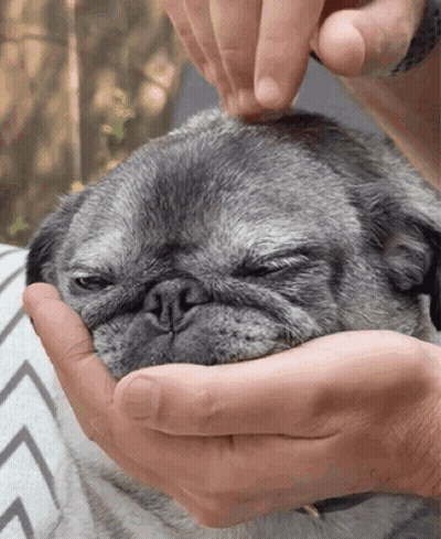 Person Petting Gray Pug GIF