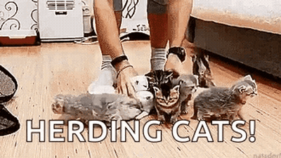 Person Petting Group Of Kittens On Wooden Floor GIF