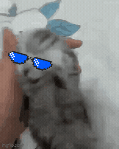 Person Petting Kitten In Pixelated Sunglasses GIF