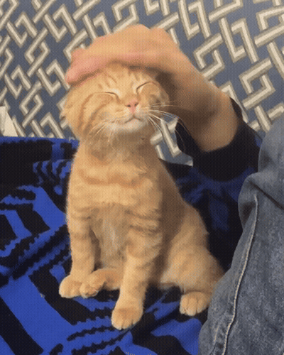 Person Petting Kitten On Blue Blanket GIF