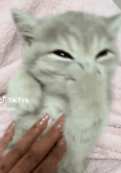 Person Petting Kitten on Pink Blanket