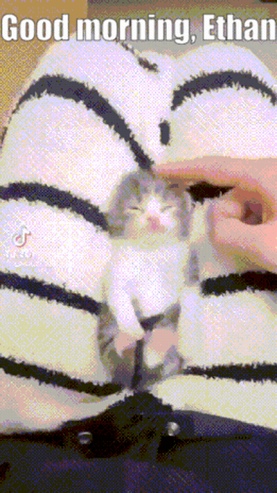 Person Petting Kitten Saying Good Morning Ethan