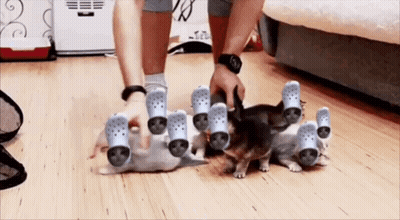 Person Petting Kitten With Crocs On Feet GIF
