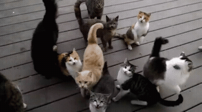 Person Petting Kitten With Crocs On Feet GIF