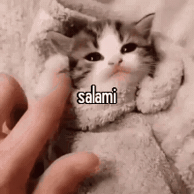 Person Petting Kitten Wrapped In Blanket Saying Salami GIF