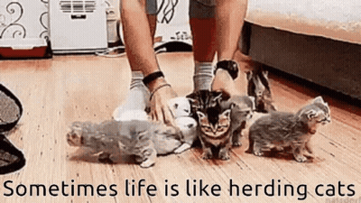 Person Petting Kittens Saying Sometimes Life Is Like Herding Cats GIF
