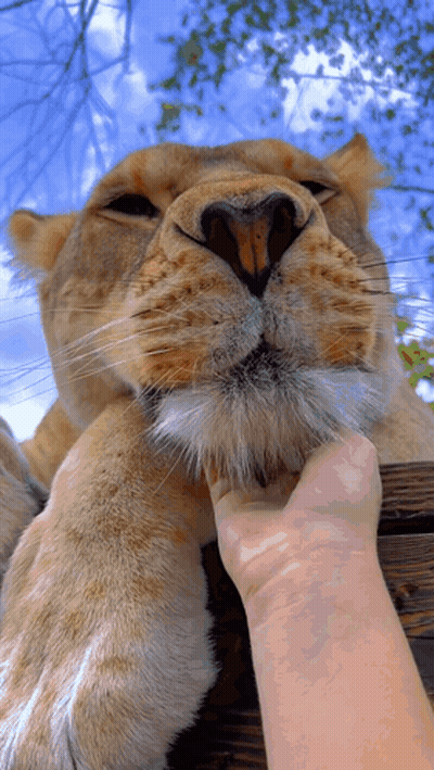 Person Petting Lion's Face