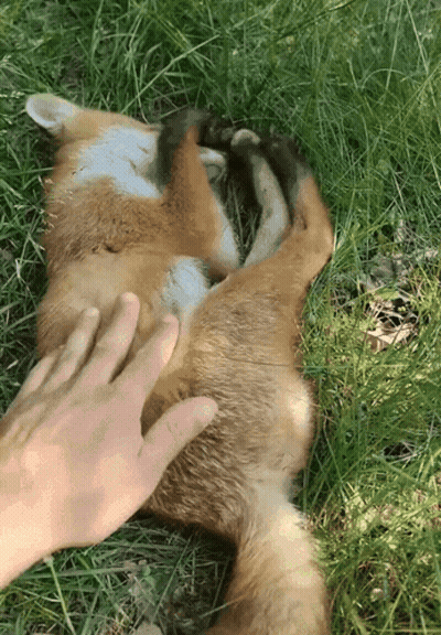 Person Petting Lying Fox GIF