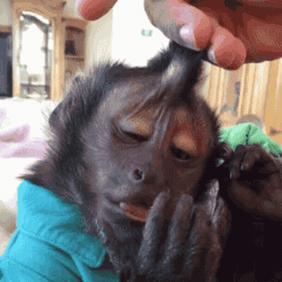 Person Petting Monkey's Head GIF