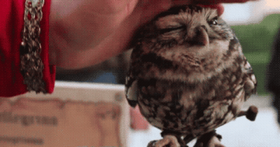 Person Petting Owl On Tree Branch GIF
