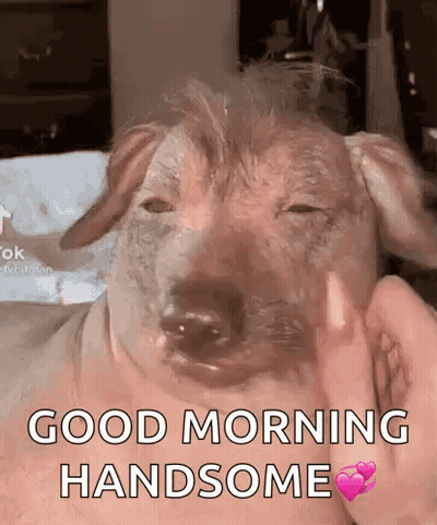 Person Petting Pig-Like Dog Saying Good Morning Handsome GIF
