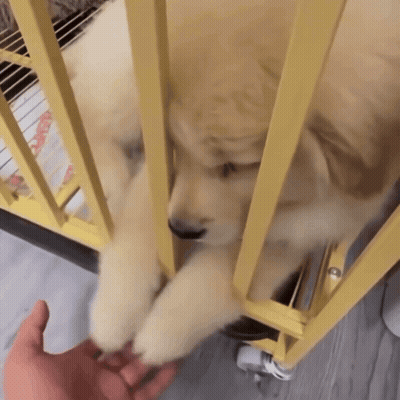 Person Petting Puppy Behind Yellow Cage GIF