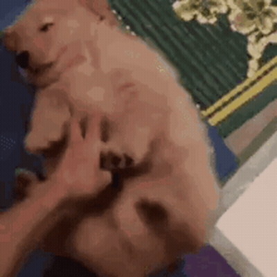 Person Petting Puppy On Back GIF
