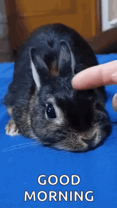 Person Petting Rabbit On Blue Surface GIF