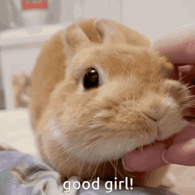 Person Petting Rabbit Saying Good Girl GIF