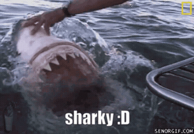 Person Petting Shark Sharky D GIF