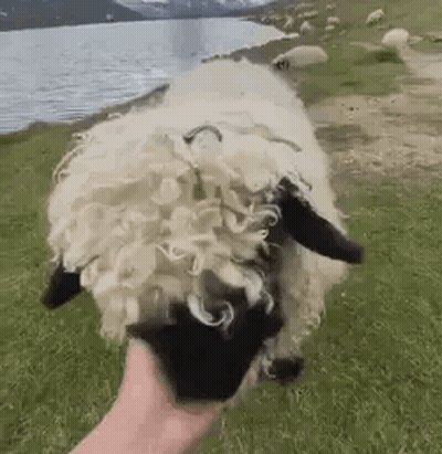Person Petting Sheep In Field Near Water GIF