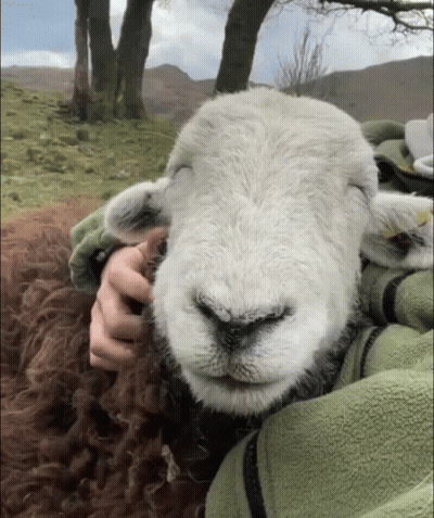 Person Petting Sheep With Yellow Tag GIF