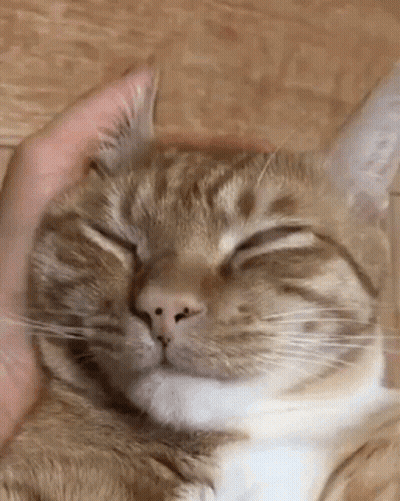 Person Petting Sleeping Cat's Head GIF