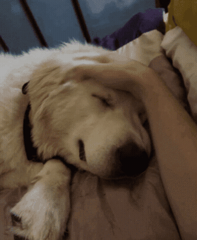Person Petting Sleeping Dog On Bed GIF