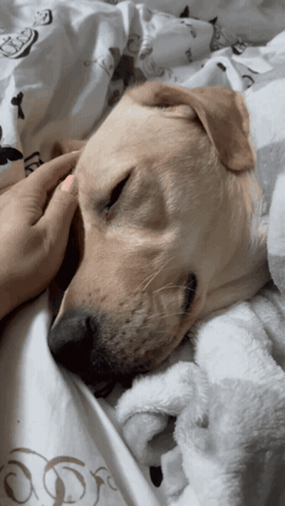Person Petting Sleeping Dog On White Blanket GIF