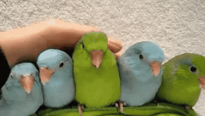 Person Petting Small Birds On Peas Pod GIF