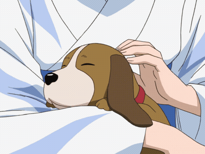 Person Petting Small Brown And White Dog GIF
