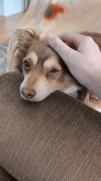Person Petting Small Brown Dog Laying On Couch GIF