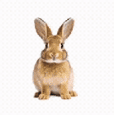 Person Petting Small Brown Rabbit GIF