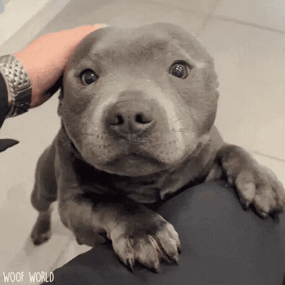 Person Petting Small Gray Dog GIF
