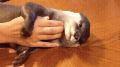 Person Petting Small Otter On Wooden Table GIF