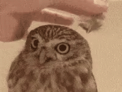 Person Petting Small Owl GIF