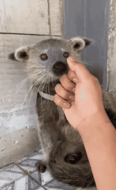 Person Petting Small Raccoon