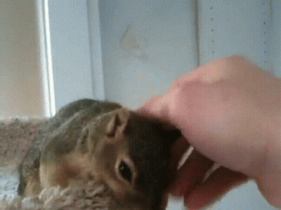 Person Petting Small Squirrel On Blanket GIF