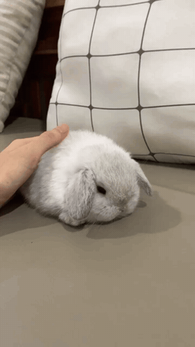 Person Petting Small White Rabbit On Bed GIF
