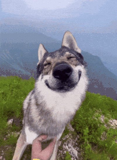 Person Petting Smiling Wolf On Hillside GIF