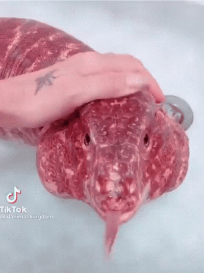 Person Petting Snake In Bathtub GIF