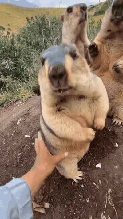 Person Petting Squirrel Standing On Hind Legs GIF