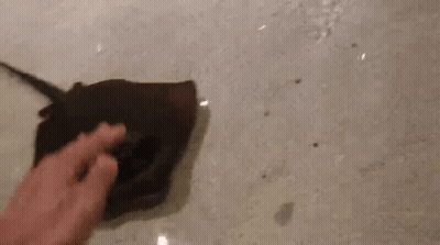 Person Petting Stingray In Water GIF