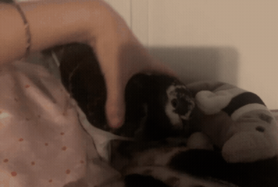Person Petting Stuffed Animal On Polka Dot Bed GIF
