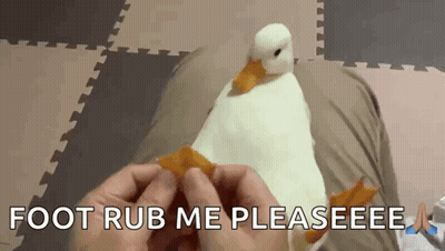 Person Petting Stuffed Duck Saying Foot Rub Me Pleaseeee GIF